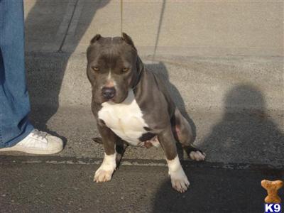 Puppies in OR